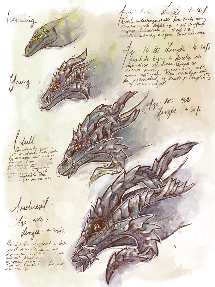 Black Dragon Study